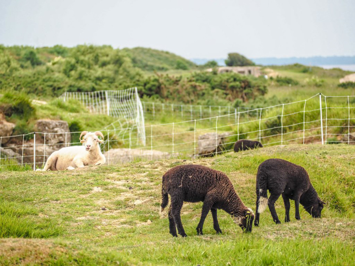 The best D-Day sites to visit in Normandy, France | WWII | WW2 | Pointe du Hoc | Sheep