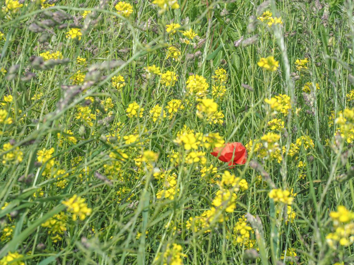 The best D-Day sites to visit in Normandy, France | WWII | WW2 | Longues-sur-Mer German battery | poppy and wheat and flowers