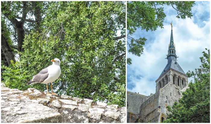 It's actually worth visiting Mont Saint Michel | Normandy, France | Medieval abbey on an island | Bucket list | Disney fairy tale castle inspiration | Mont-St-Michel | seagull