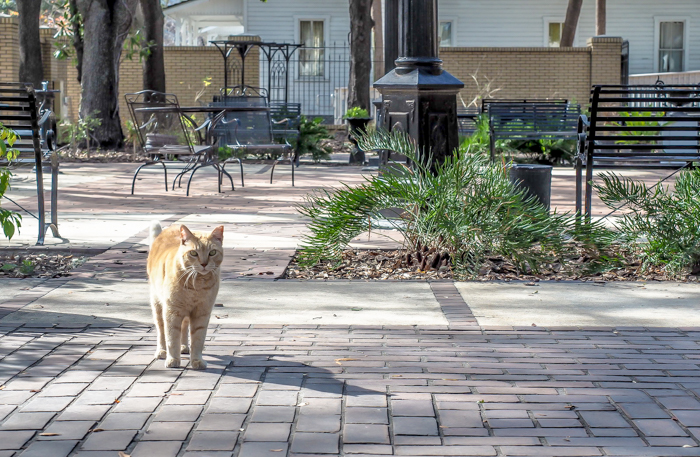 Spend a day in Ybor City | Tampa, Florida | Ybor City State Museum | Ybor City Museum State Park | History of Ybor City | Garden cat