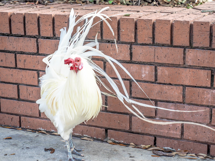 Spend a day in Ybor City | Tampa, Florida | Ybor City wild chickens