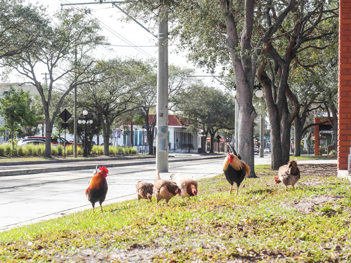 Spend a day in Ybor City | Tampa, Florida | Ybor City wild chickens