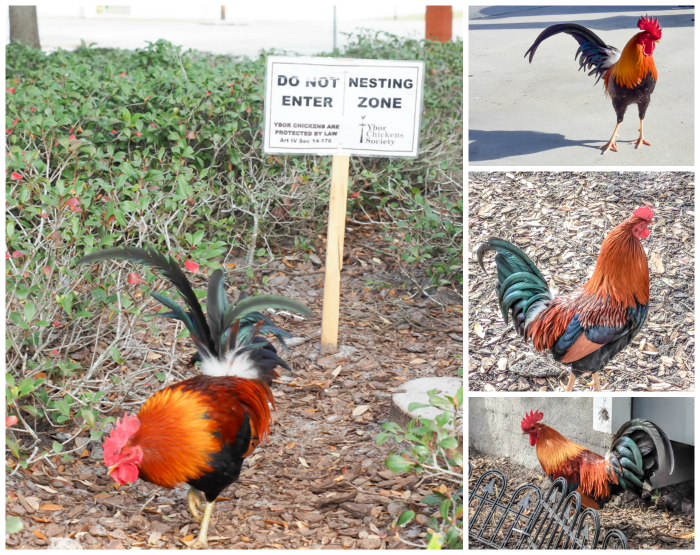 Spend a day in Ybor City | Tampa, Florida | Ybor City wild chickens