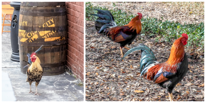 Spend a day in Ybor City | Tampa, Florida | Ybor City wild chickens and roosters