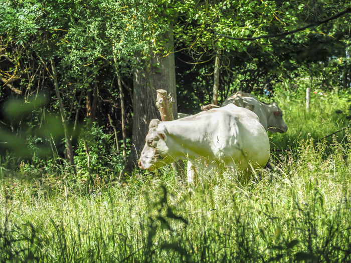 Day Trip to Givery from Paris, France | Show me the Monet! | Claude Monet, Waterlilies | Impressionist art | Day trips from Paris | What to do in Paris | Things to do in Paris | Where to go in France | Waterlily pond | Impressionism | cow in monet's garden