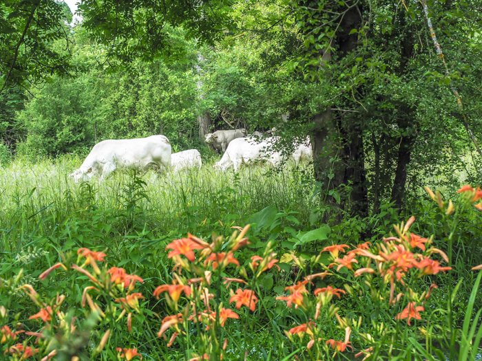 some white cows grazing in a field surrounded by orange lilies