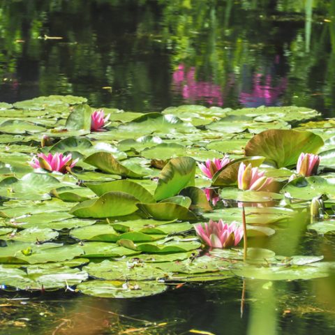 giverny monet tour