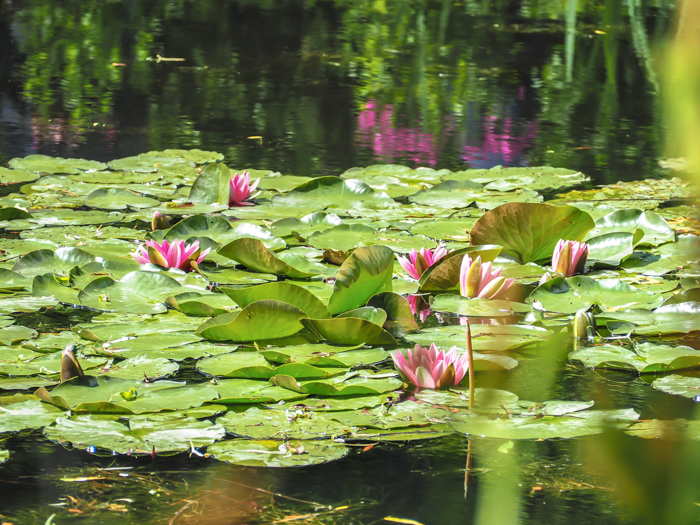 Day Trip to Givery from Paris, France | Show me the Monet! | Claude Monet, Waterlilies | Impressionist art | Day trips from Paris | What to do in Paris | Things to do in Paris | Where to go in France | Waterlily pond | Impressionism | pink lilies