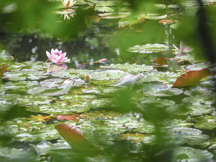 Day Trip to Givery from Paris, France | Show me the Monet! | Claude Monet, Waterlilies | Impressionist art | Day trips from Paris | What to do in Paris | Things to do in Paris | Where to go in France | Waterlily pond | Impressionism | pink lily