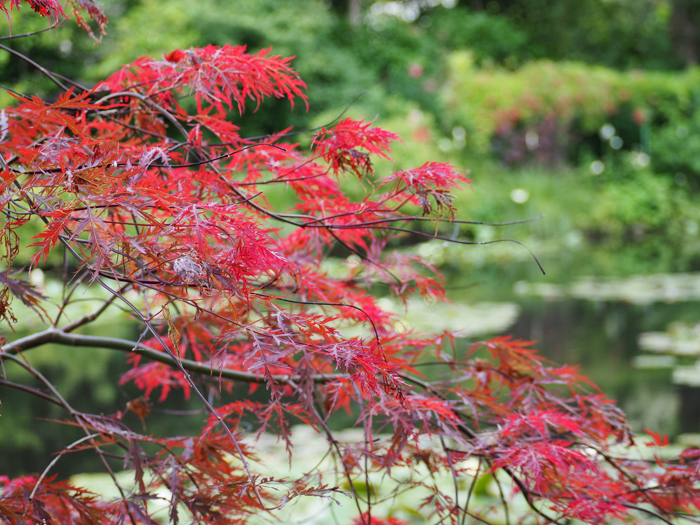 close up of a red leafy tree