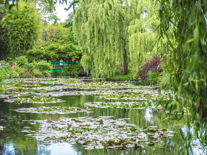 pond covered in water lilies under a weeping willow