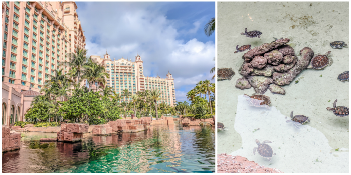 Do This, Not That // 2 Days in The Bahamas | Atlantis Royal Towers Resort | Where to stay in The Bahamas #fountain #bahamas #atlantis #honeymoon #caribbean #island #thebahamas #seaturtle