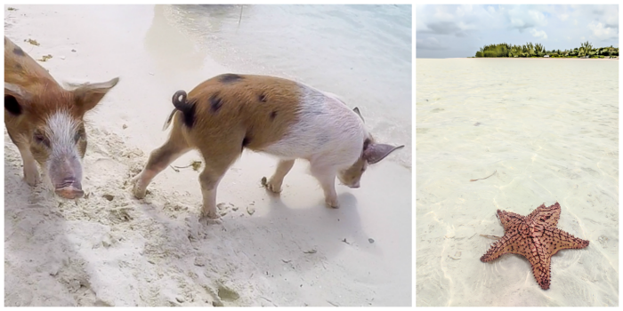 Do This, Not That // 2 Days in The Bahamas | Using a GoPro dome to take pictures of swimming with pigs in The Bahamas | Underwater photography in the Caribbean #thebahamas #bahamas #gopro #swimmingwithpigs #caribbean #beachvacation #island #photographytips