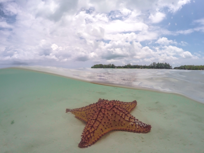 Do This, Not That // 2 Days in The Bahamas | Using a GoPro dome to take pictures of starfish in The Bahamas | Underwater photography in the Caribbean #thebahamas #bahamas #gopro #starfish #caribbean #beachvacation #island #photographytips