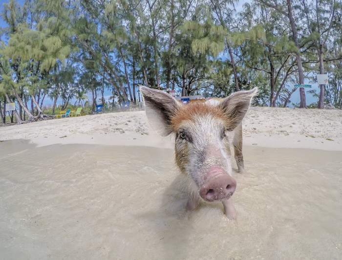 Do This, Not That // 2 Days in The Bahamas | Using a GoPro dome to take pictures of swimming with pigs in The Bahamas | Underwater photography in the Caribbean #thebahamas #bahamas #gopro #swimmingwithpigs #caribbean #beachvacation #island #photographytips