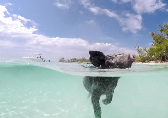 Do This, Not That // 2 Days in The Bahamas | Using a GoPro dome to take pictures of swimming with pigs in The Bahamas | Underwater photography in the Caribbean #thebahamas #bahamas #gopro #swimmingwithpigs #caribbean #beachvacation #island #photographytips