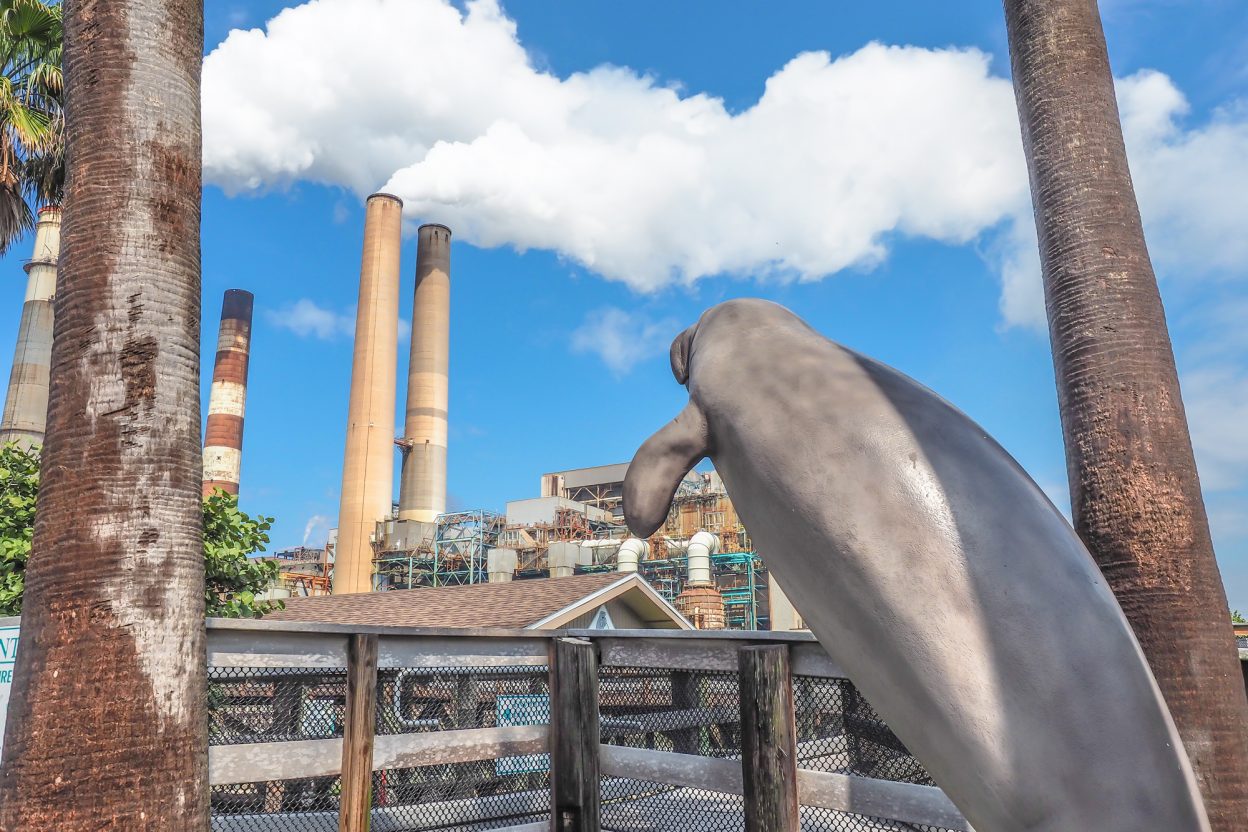 All you need to know about this hidden gem -- the Manatee Viewing Center at the Tampa Electric Company's power plant. See thousands of wild manatees, take a nature walk, and learn about these sweet sea cows in the learning center... all for FREE!