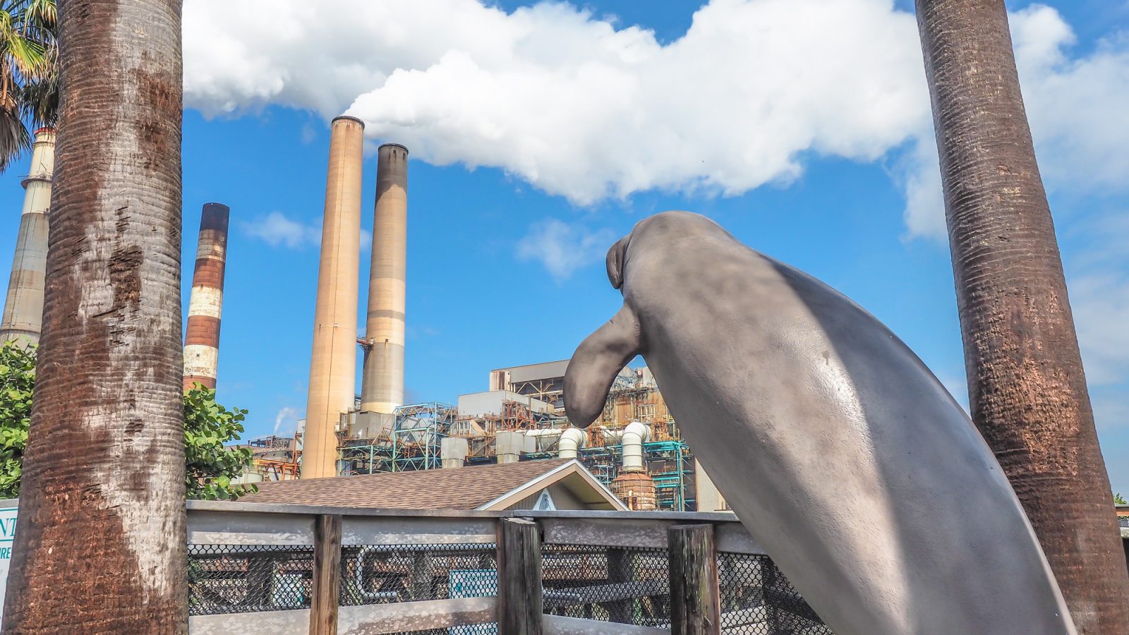 All you need to know about this hidden gem -- the Manatee Viewing Center at the Tampa Electric Company's power plant. See thousands of wild manatees, take a nature walk, and learn about these sweet sea cows in the learning center... all for FREE!