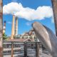 All you need to know about this hidden gem -- the Manatee Viewing Center at the Tampa Electric Company's power plant. See thousands of wild manatees, take a nature walk, and learn about these sweet sea cows in the learning center... all for FREE!