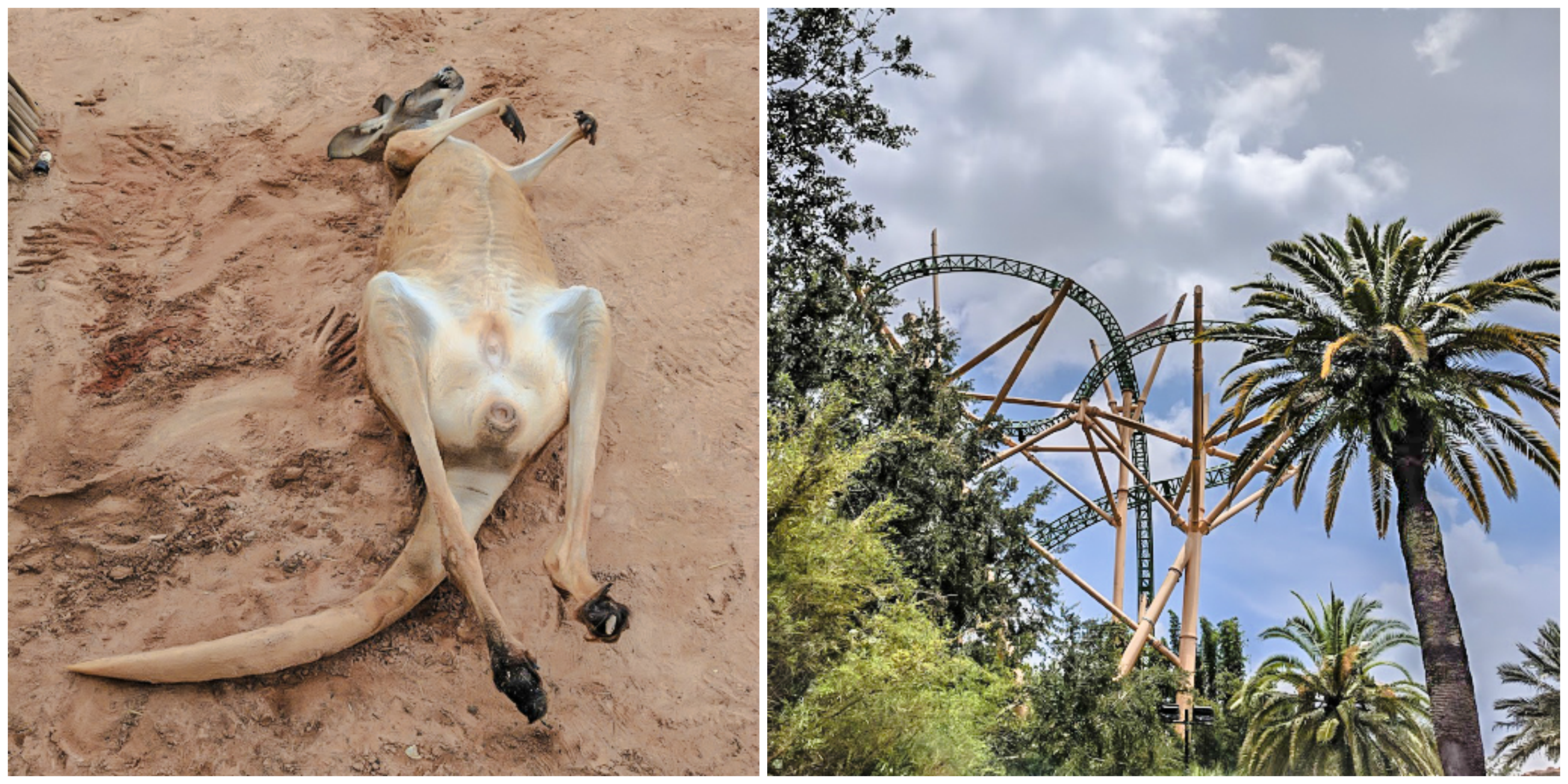 Kangaroos and roller coasters at Busch Gardens // How to use the Tampa Bay CityPASS as a childless adult. #buschgardens #tampabay #florida #citypass #traveltips #vacation #tampa #timebudgettravel