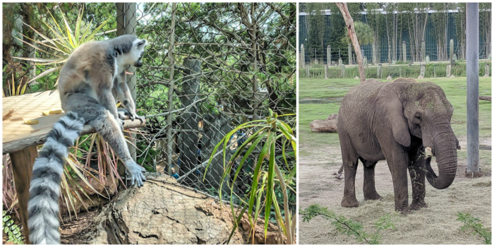Lemurs at the Florida Aquarium and elephants at ZooTampa // How to use the Tampa Bay CityPASS as a childless adult. #zootampa #tampabay #florida #citypass #traveltips #vacation #tampa #timebudgettravel 