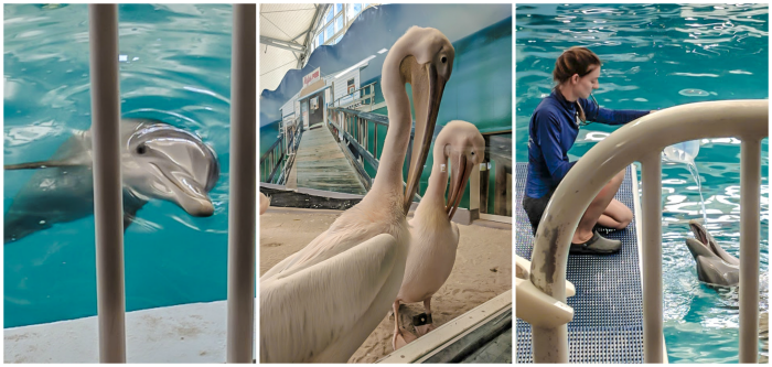Clearwater Marine Aquarium, hope, pelicans, dolphins // How to use the Tampa Bay CityPASS as a childless adult. #dolphintale #aquarium #tampabay #florida #citypass #traveltips #vacation #rollercoaster #tampa #timebudgettravel #beer