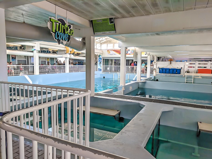 Clearwater Marine Aquarium // How to use the Tampa Bay CityPASS as a childless adult. Includes admission to Busch Gardens, Zoo Tampa at Lowry Park, Chihuly Museum, Clearwater Marine Aquarium, and the Florida Aquarium #tampabay #florida #citypass #traveltips #vacation #rollercoaster #tampa #timebudgettravel #beer
