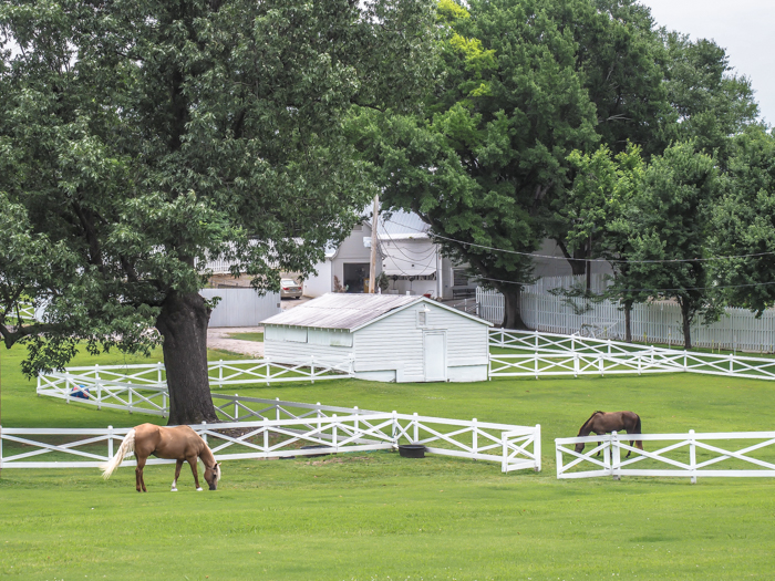 Horses | 13 Reasons to Visit Graceland in Memphis, Tennessee even if you're not an Elvis Presley fan #Elvis #Graceland #Memphis #traveltips #horse