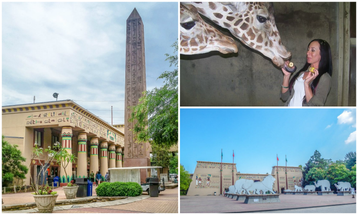 200 things to do in Memphis, Tennessee for first-time visitors - a local's guide | Memphis Zoo, #memphiszoo #memphis #traveltips #giraffe