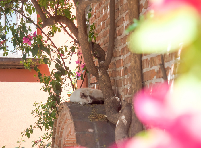 2 days in San Miguel de Allende travel tips | cat on a doorway #sanmigueldeallende #mexico #traveltips #timebudgettravel #sanmiguel #cat