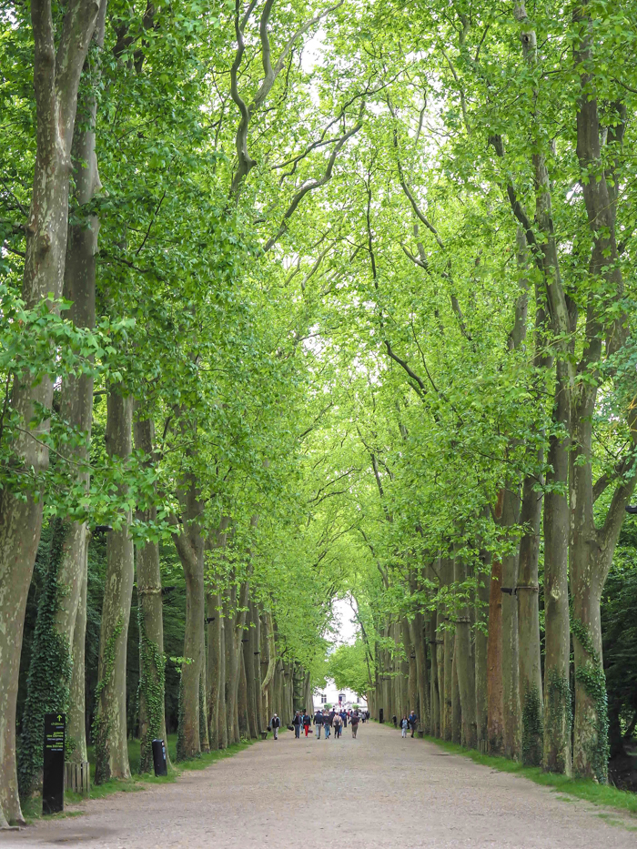 tree-lined property heading up to Chateau Chenonceau in the Loire Valley, France