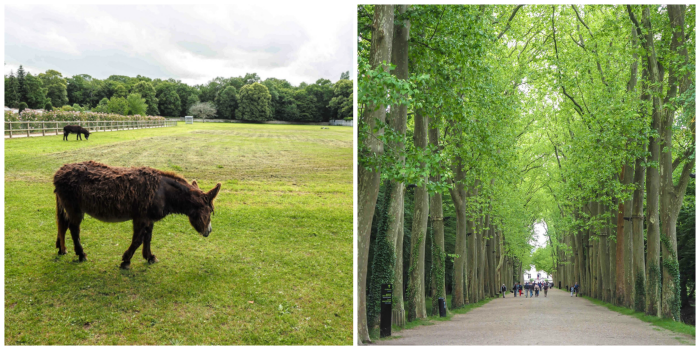 7 France-tastic Things to Do in the Loire Valley | #traveltips #loirevalley #france #daytrips | Chateau Chenonceau #chenonceau #chateau #castle #medici #donkey