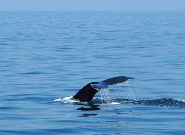 Whale watching off the coast of Boston, Massachusetts