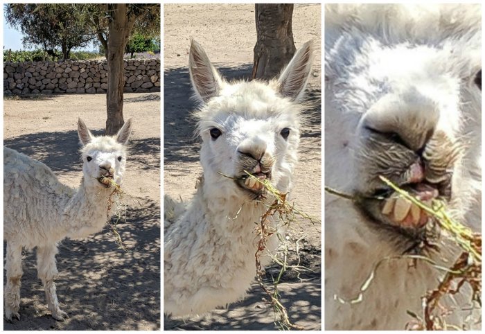 Alpacas at Vina Emiliana winery | Wine Tasting in Chile: Casablanca vs. Maipo Valley | How to decide where to go wine tasting in Chile | Casablanca valley wineries | #chile #wine #winetasting #alpaca #teeth #casasdelbosque #casablanca