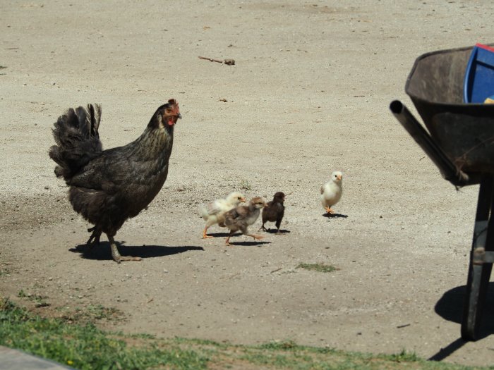 Chickens at Vina Emiliana winery | Wine Tasting in Chile: Casablanca vs. Maipo Valley | How to decide where to go wine tasting in Chile | Casablanca valley wineries | #chile #wine #winetasting #chickens #casasdelbosque #casablanca