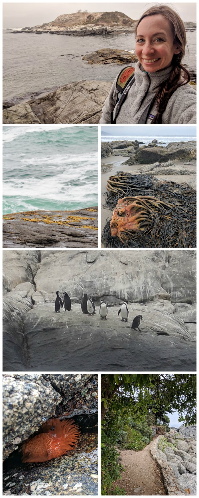 How to Spend One Week in Chile and Cover All the Bases | Spending the day with penguins on the Isla de Cachagua #chile #valparaiso #whattodoinchile #weekinchile #penguins #cachagua #beach