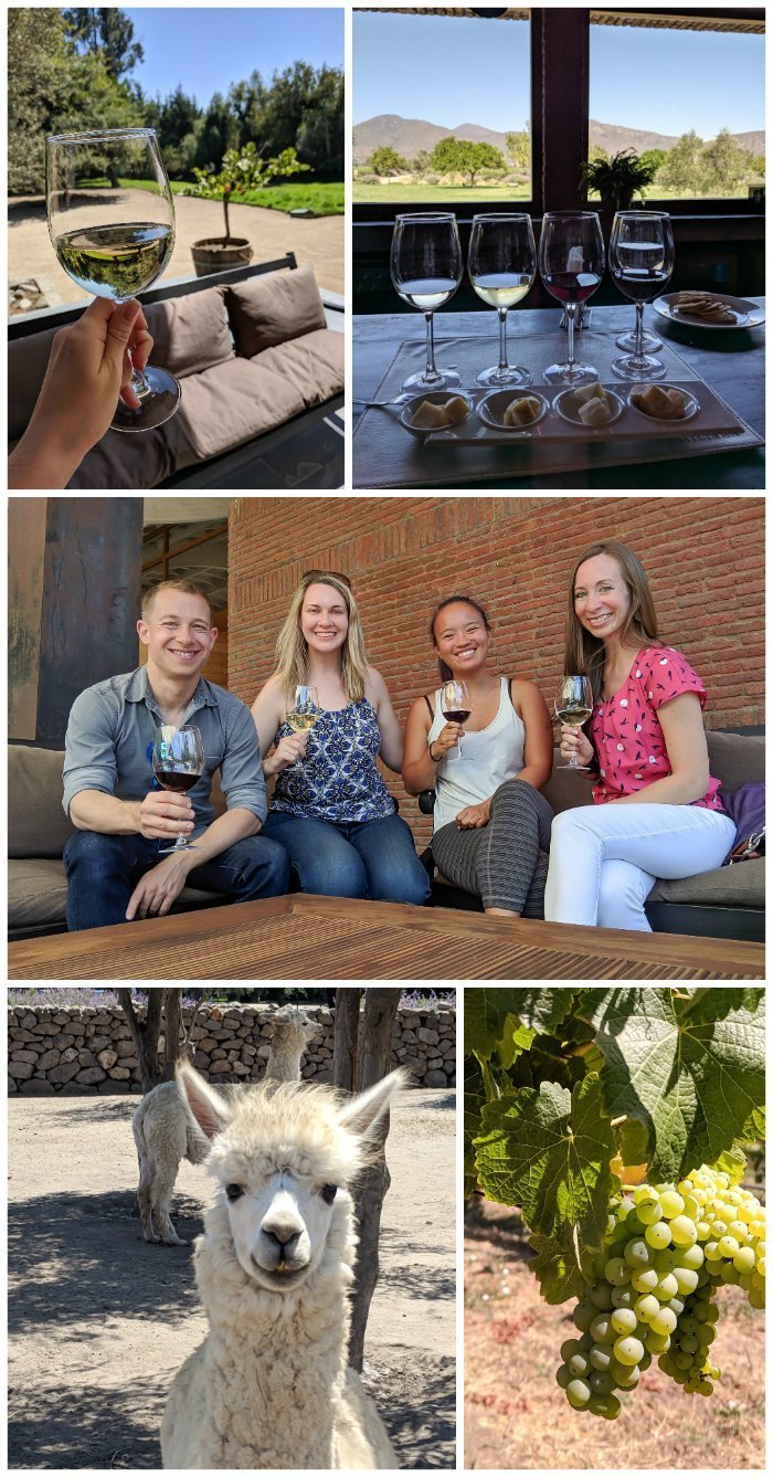 How to Spend One Week in Chile and Cover All the Bases | Wine tasting in Chile's Casablanca valley with alpacas and cheese | Viña Emiliana, Viña Casas del Bosque, Viña Bodegas RE #chile #valparaiso #alpacas #wine #whattodoinchile #weekinchile #winetasting #casablanca