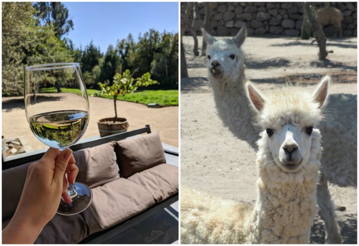 Alpacas and wine at Vina Emiliana winery | Wine Tasting in Chile: Casablanca vs. Maipo Valley | How to decide where to go wine tasting in Chile | Casablanca valley wineries | #chile #wine #winetasting #vineyard #emiliana #casablanca #alpaca