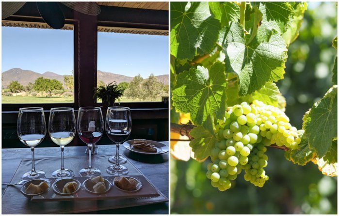 Our glasses at Vina Emiliana winery | Wine Tasting in Chile: Casablanca vs. Maipo Valley | How to decide where to go wine tasting in Chile | Casablanca valley wineries | #chile #wine #winetasting #vineyard #emiliana #casablanca 