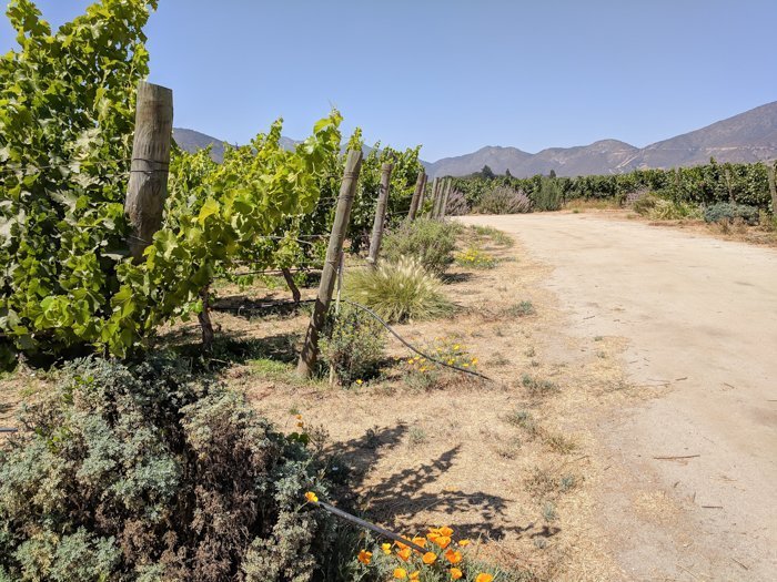 Vineyard at Vina Emiliana winery | Wine Tasting in Chile: Casablanca vs. Maipo Valley | How to decide where to go wine tasting in Chile | Casablanca valley wineries | #chile #wine #winetasting #vineyard #emiliana #casablanca #vines