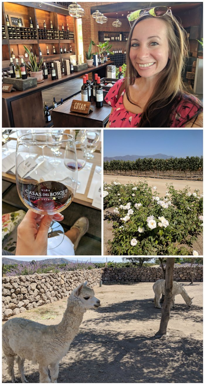 Wine Tasting in Chile: Casablanca vs. Maipo Valley | How to decide where to go wine tasting in Chile | Casablanca valley wineries like Viña Emiliana, Casas del Bosque and Bodegas RE | Maipo Valley Little Wine Bus, De Martino vineyard, and more. 