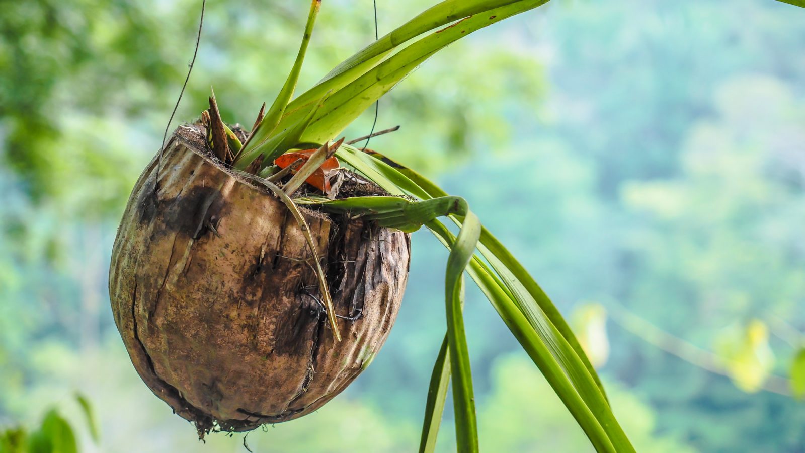 Get to know Belize | San Ignacio, Belize City, Caye Caulker | Where to stay in Belize, what to pack for Belize, and what you need to know about Belize | #timebudgettravel #traveltips #belize #cayecaulker #caribbean