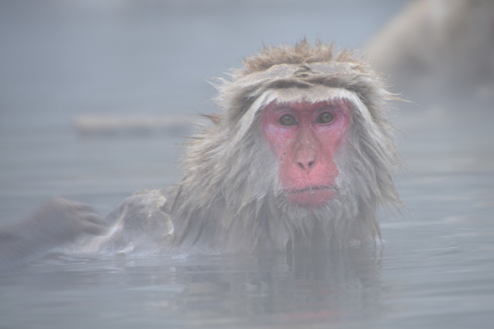 Snow monkey in Japan