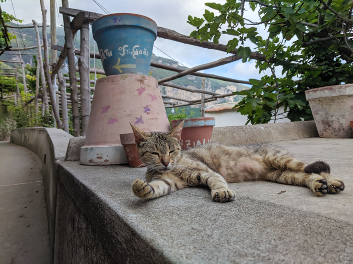 Petting a cat along the Amalfi Coast | Hiking the Path of the Gods from Sorrento, Italy on the Amalfi Coast | #pathofthegods #sorrento #amalficoast #hiking #italy