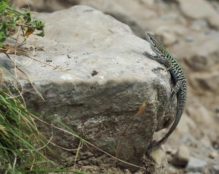 Lizard along the Amalfi Coast | Hiking the Path of the Gods from Sorrento, Italy on the Amalfi Coast | #pathofthegods #sorrento #amalficoast #hiking #italy