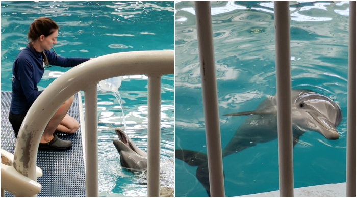 My 5 Favorite Ways I Spend a Weekend in Clearwater, Florida | Clearwater Marine Aquarium, Hope and Winter dolphins, a Dolphin's Tale #clearwater #florida #winter #dolphinstale #aquarium