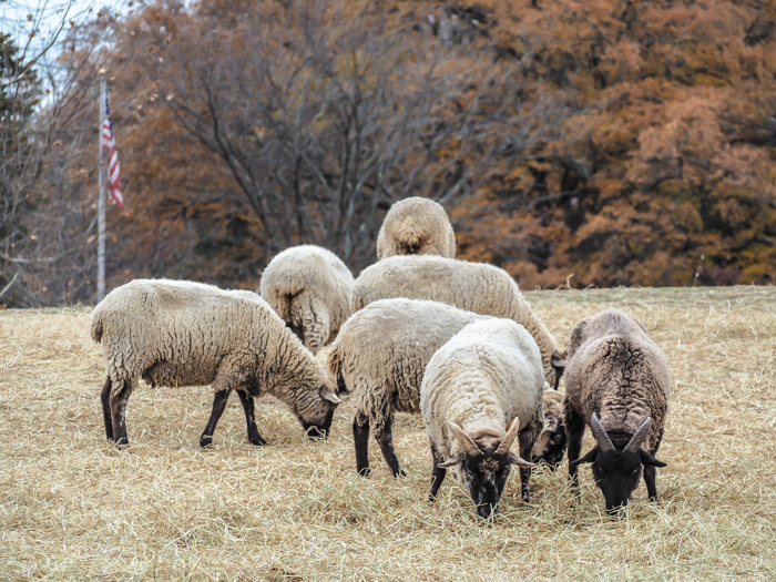 George Washington's sheep at Mount Vernon | Another long weekend in Washington, D.C.