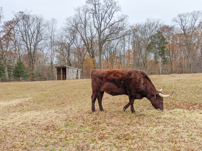 One of the bulls outside George Washington's house at Mount Vernon | Another long weekend in Washington, D.C.