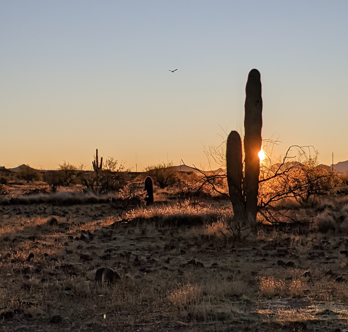 Sunrise and Saguaro cactus in the Sonoran Desert | What You Need to Know for Your Sunrise Hot Air Balloon Ride in Arizona | Scottsdale and Phoenix, Arizona hot air balloon rides with Hot Air Expeditions 