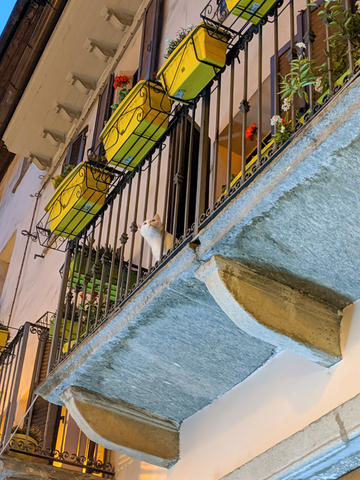 Cat on a balcony at Ristorante Pizzeria Belvedere | How to Spend 1 Day in Aosta, Italy // The Capital of the Aosta Valley | Things to see in Aosta, Things to do in Aosta, Where to eat in Aosta, the smallest of Italy's 20 regions #aosta #italy #aostavalley #traveltips #timebudgettravel #romanruins #ancient #ruins 